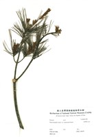 藏品(臺灣華山松)的圖片